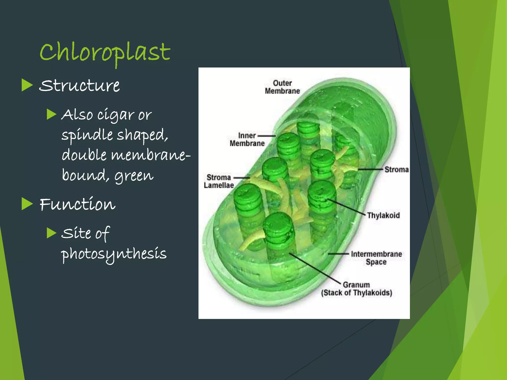 You'Ll Never Guess: Is A Vacuole Prokaryotic Or Eukaryotic? - t1va6gy