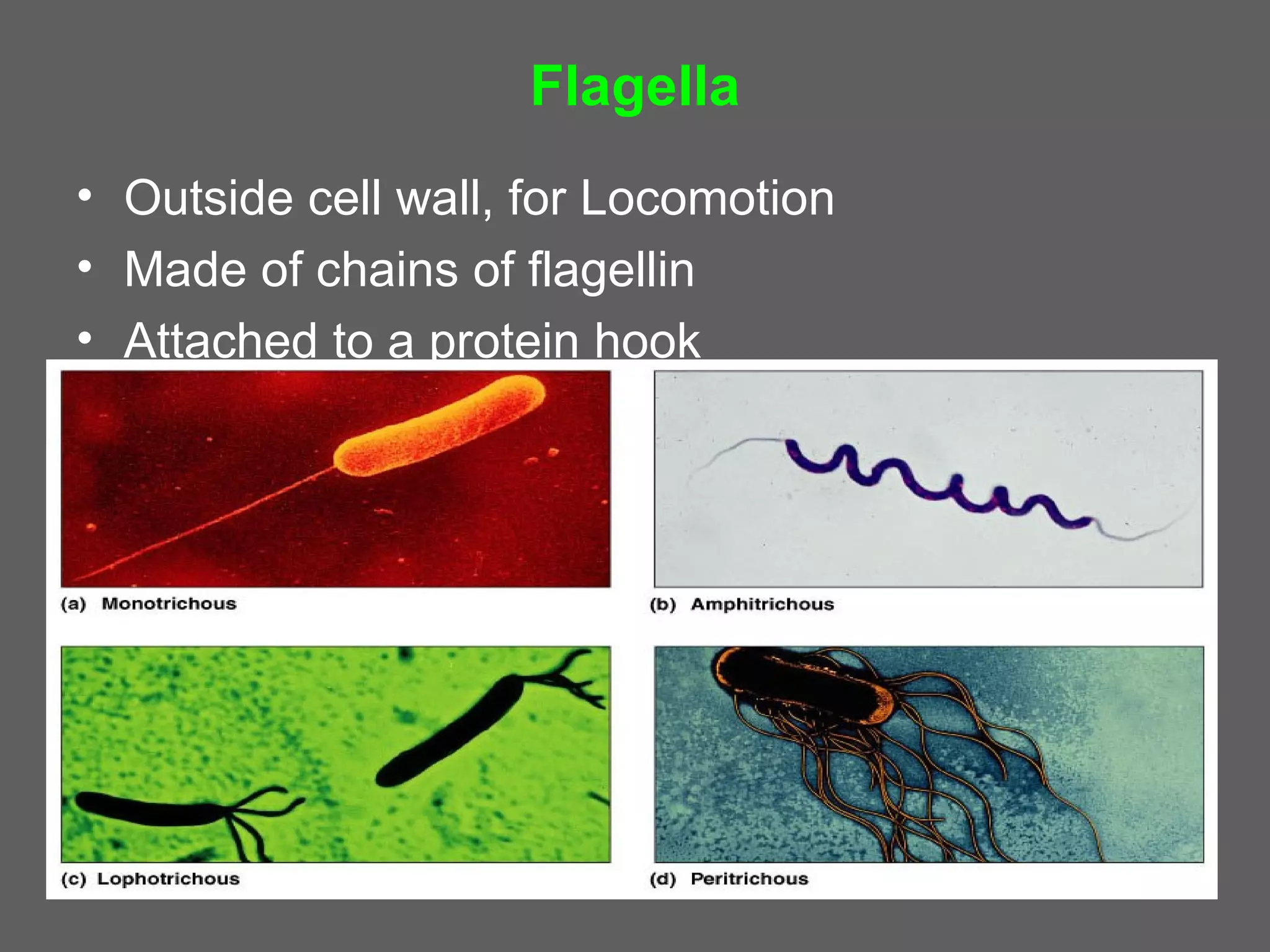 Flagella
• Outside cell wall, for Locomotion
• Made of chains of flagellin
• Attached to a protein hook
 