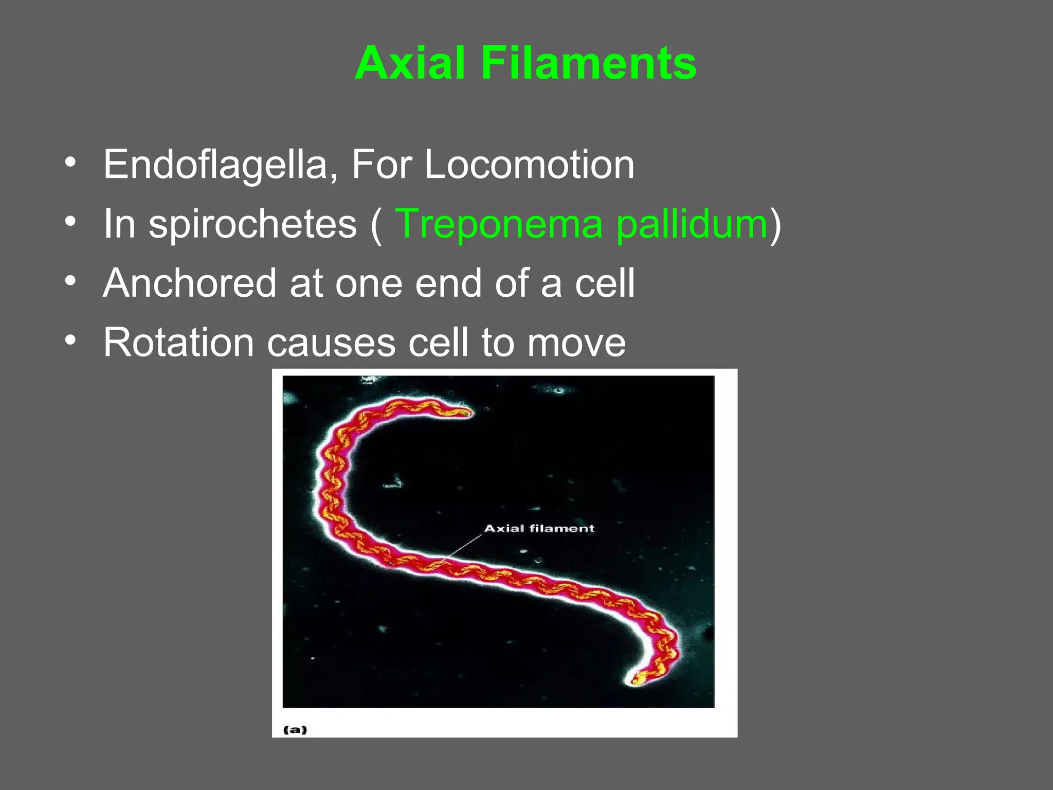 Axial Filaments

•   Endoflagella, For Locomotion
•   In spirochetes ( Treponema pallidum)
•   Anchored at one end of a cell
•   Rotation causes cell to move
 