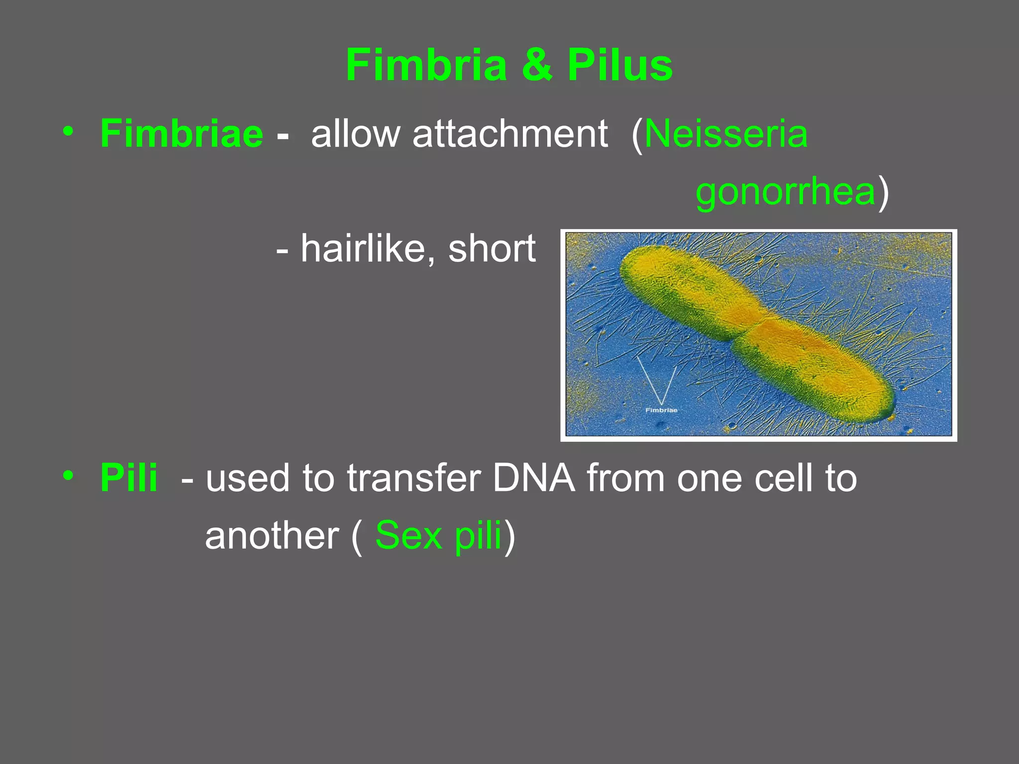 Fimbria & Pilus
• Fimbriae - allow attachment (Neisseria
                                 gonorrhea)
           - hairlike, short




• Pili - used to transfer DNA from one cell to
         another ( Sex pili)
 