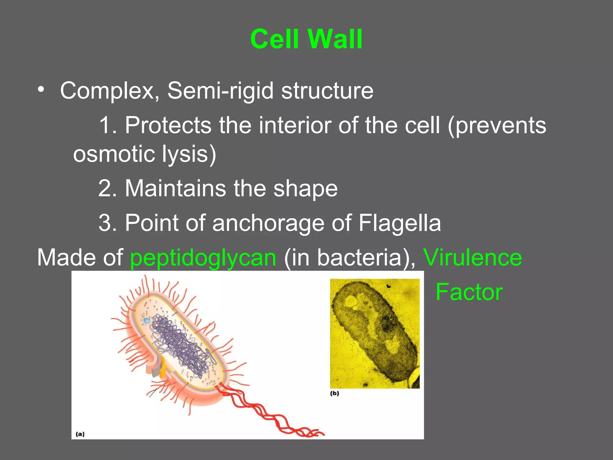 Cell Wall
• Complex, Semi-rigid structure
     1. Protects the interior of the cell (prevents
   osmotic lysis)
     2. Maintains the shape
     3. Point of anchorage of Flagella
Made of peptidoglycan (in bacteria), Virulence
                                        Factor
 