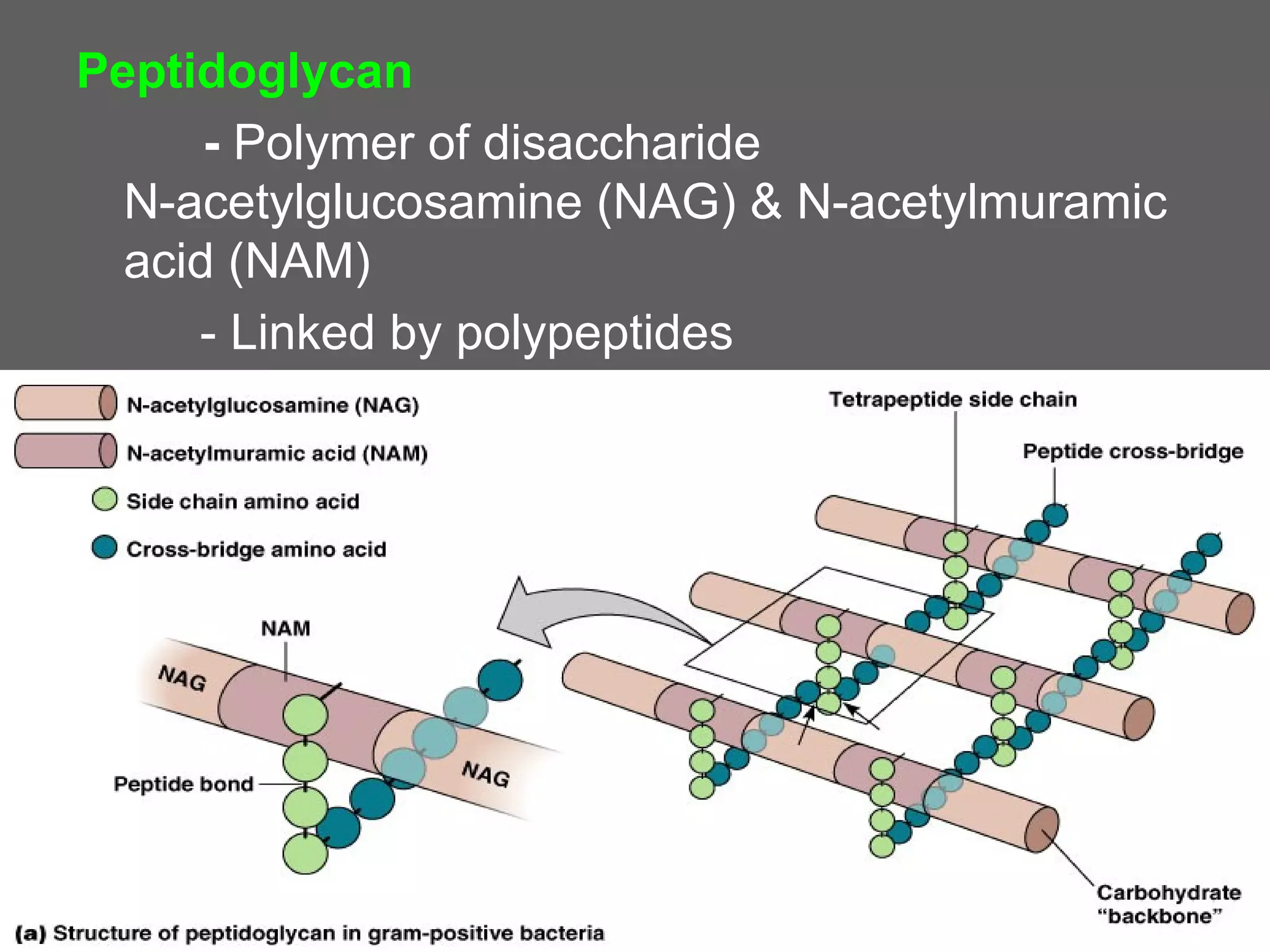 Peptidoglycan
      - Polymer of disaccharide
  N-acetylglucosamine (NAG) & N-acetylmuramic
  acid (NAM)
     - Linked by polypeptides
 