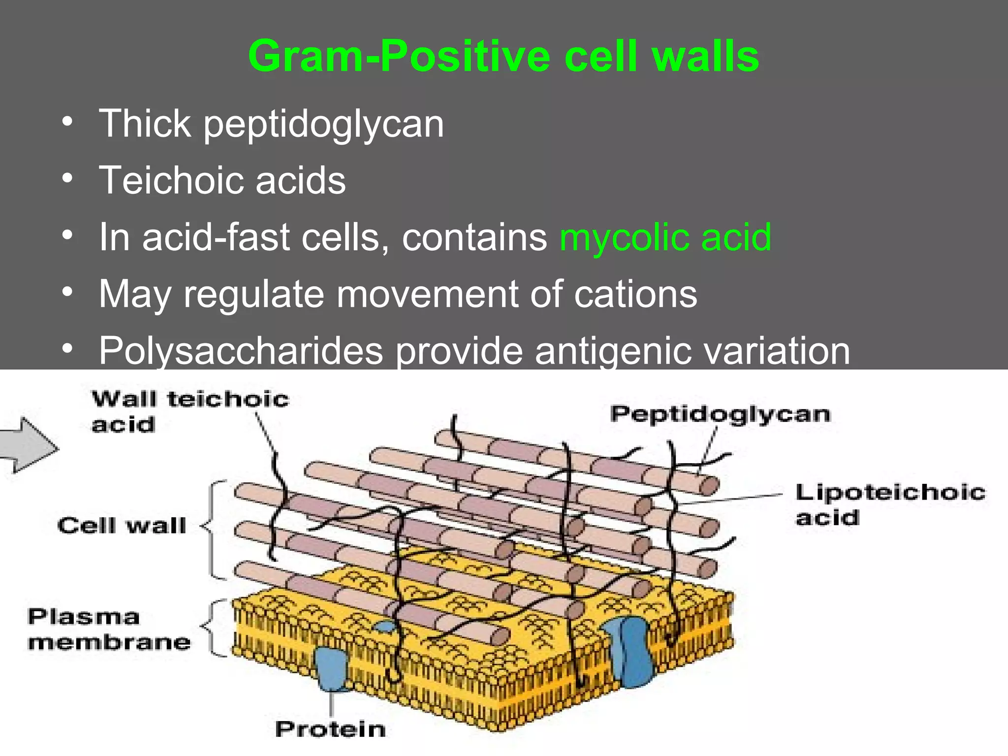 Gram-Positive cell walls
•   Thick peptidoglycan
•   Teichoic acids
•   In acid-fast cells, contains mycolic acid
•   May regulate movement of cations
•   Polysaccharides provide antigenic variation
 