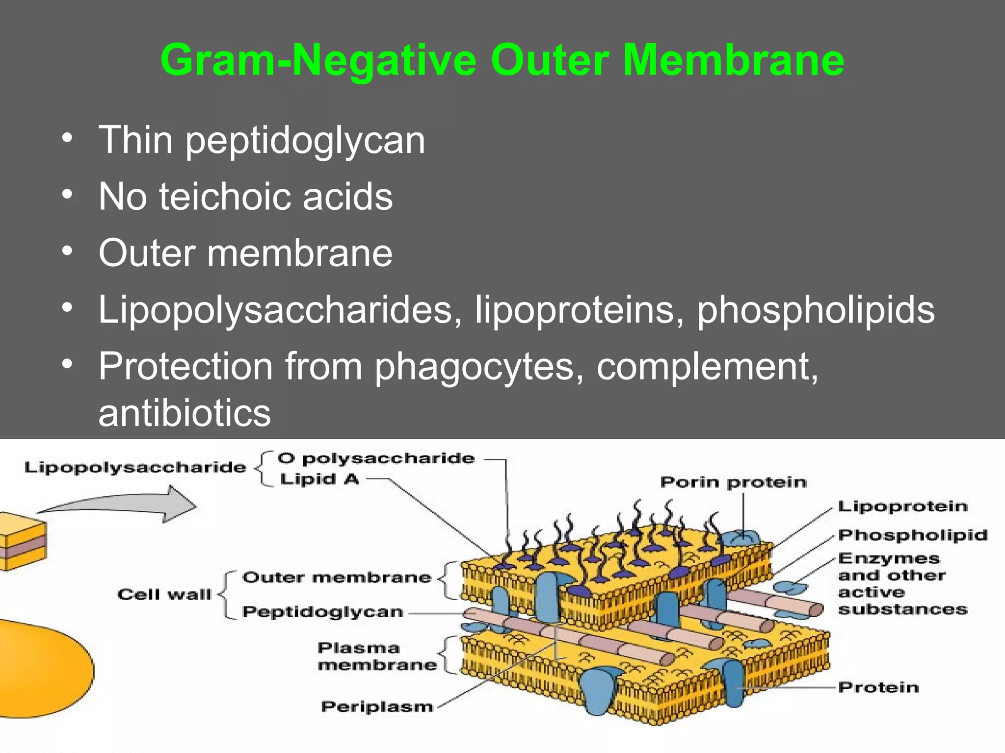 Gram-Negative Outer Membrane
•   Thin peptidoglycan
•   No teichoic acids
•   Outer membrane
•   Lipopolysaccharides, lipoproteins, phospholipids
•   Protection from phagocytes, complement,
    antibiotics
 