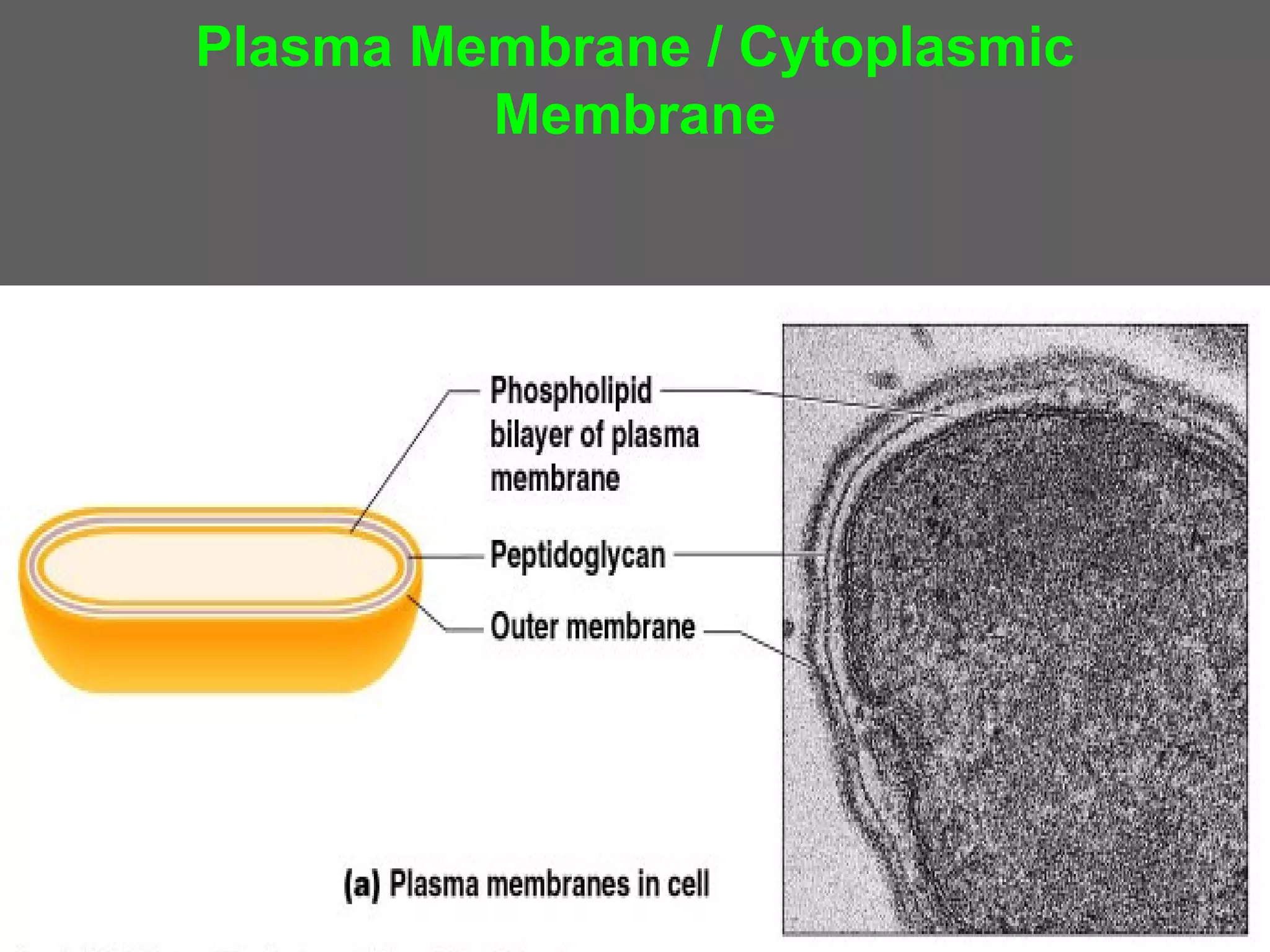 Plasma Membrane / Cytoplasmic
         Membrane
 