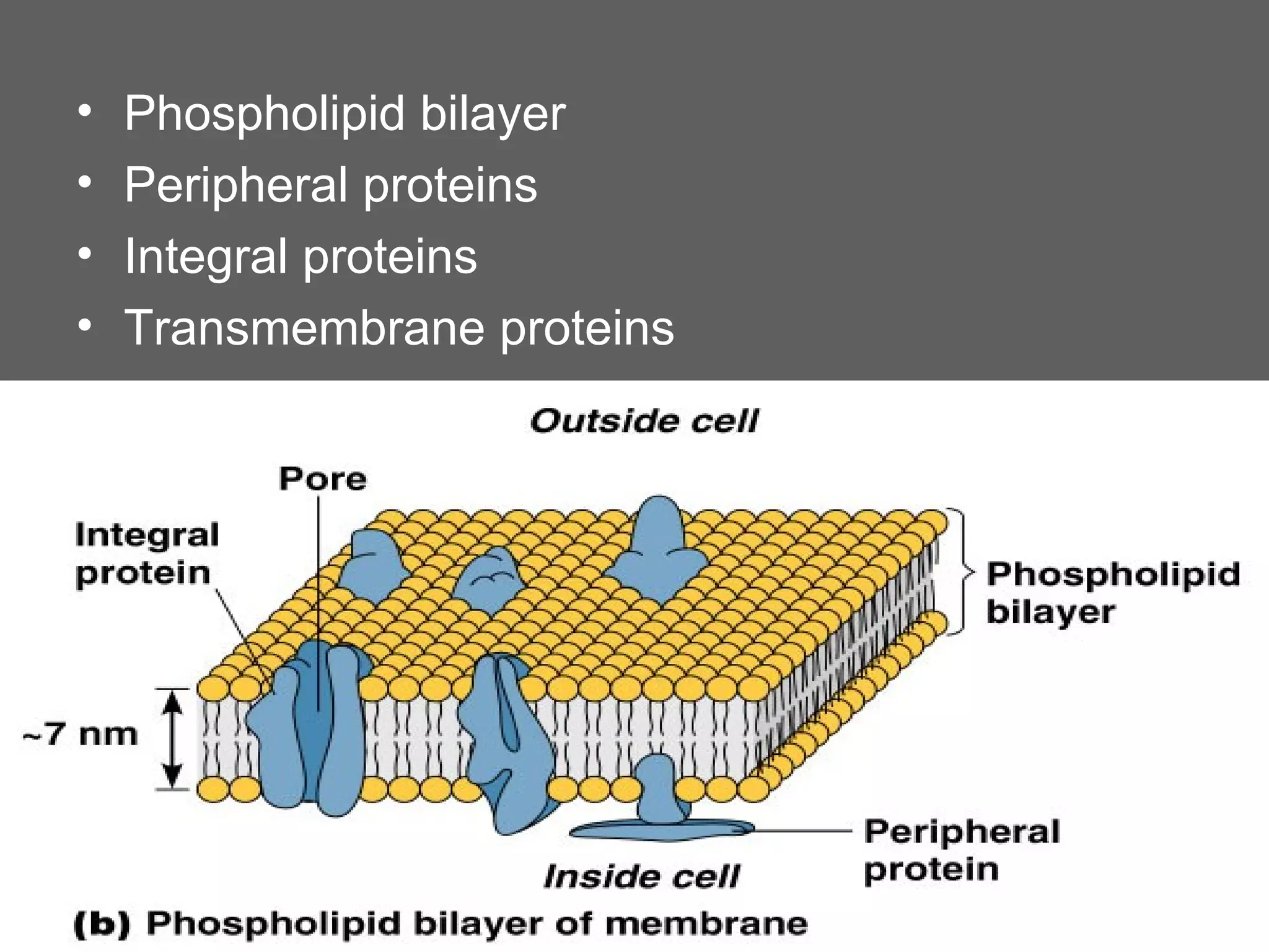 •   Phospholipid bilayer
•   Peripheral proteins
•   Integral proteins
•   Transmembrane proteins
 