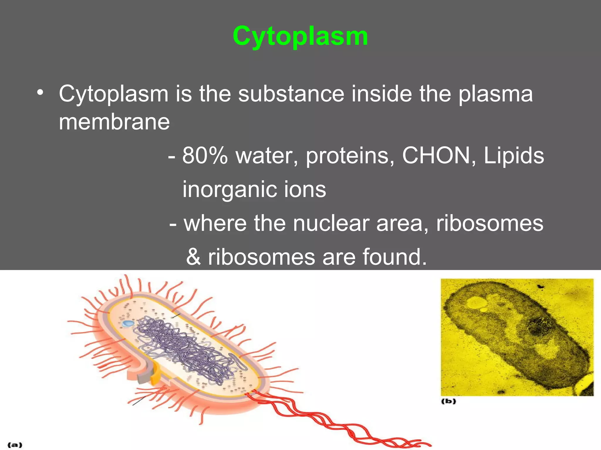 Cytoplasm

• Cytoplasm is the substance inside the plasma
  membrane
           - 80% water, proteins, CHON, Lipids
             inorganic ions
           - where the nuclear area, ribosomes
              & ribosomes are found.
 