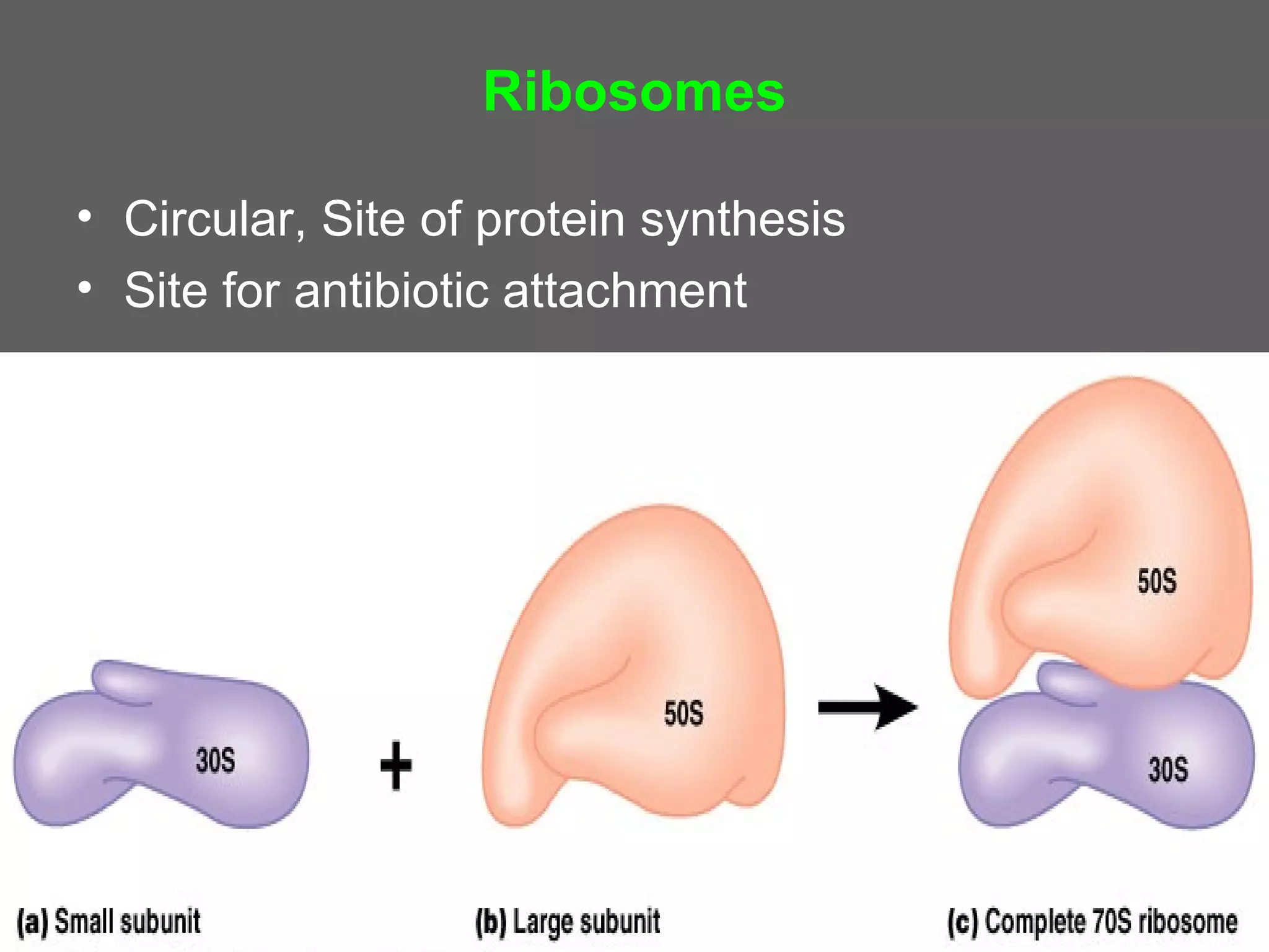 Ribosomes

• Circular, Site of protein synthesis
• Site for antibiotic attachment
 