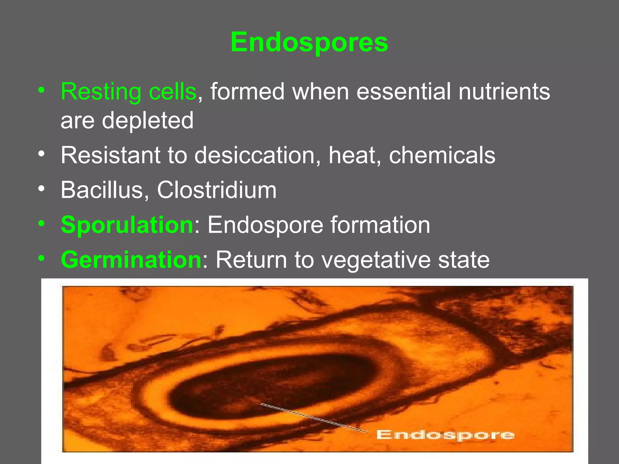 Endospores
• Resting cells, formed when essential nutrients
  are depleted
• Resistant to desiccation, heat, chemicals
• Bacillus, Clostridium
• Sporulation: Endospore formation
• Germination: Return to vegetative state
 