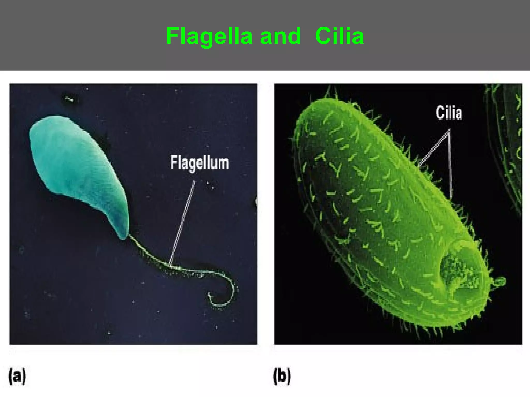 Flagella and Cilia
 