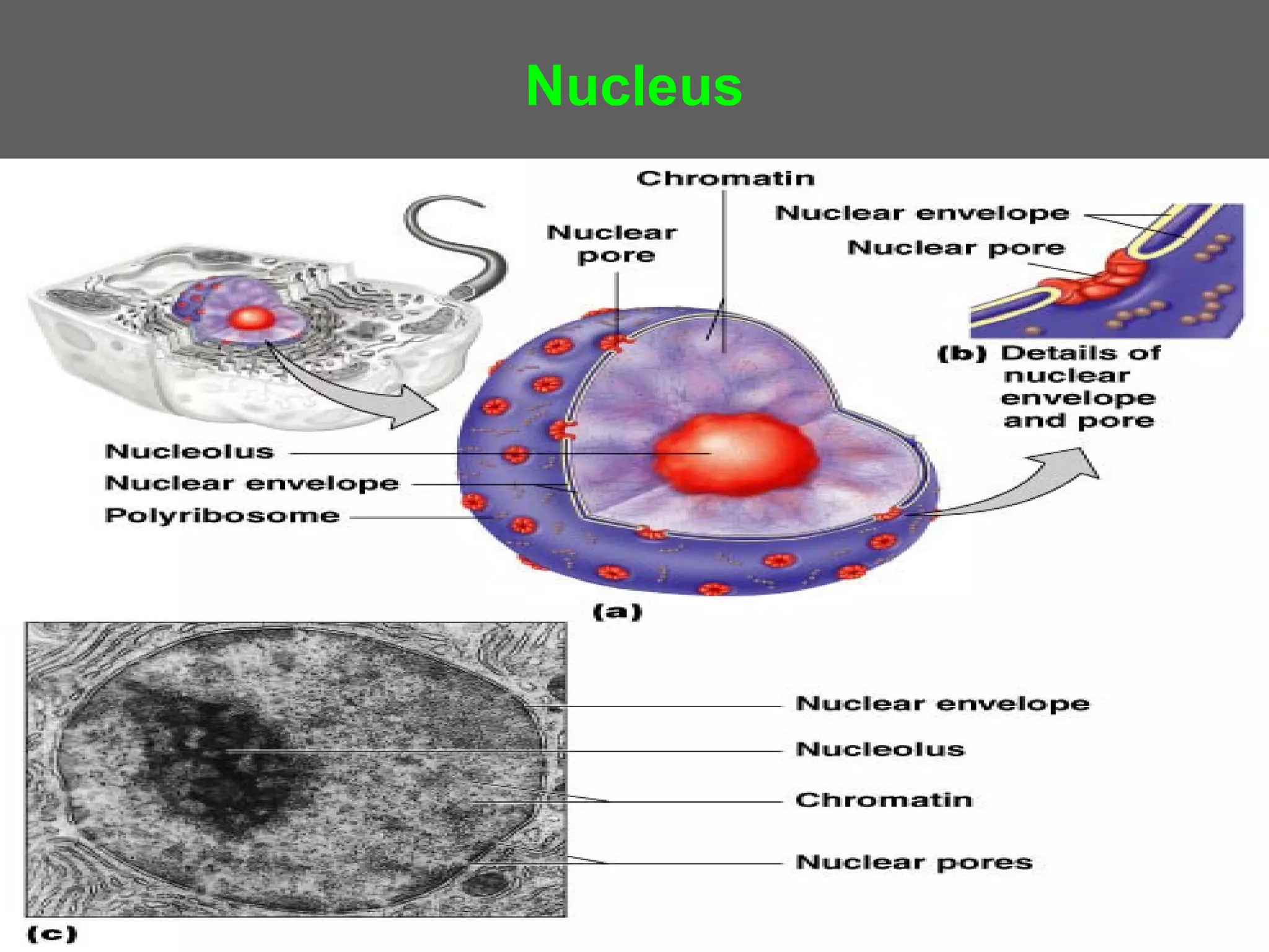 Nucleus
 