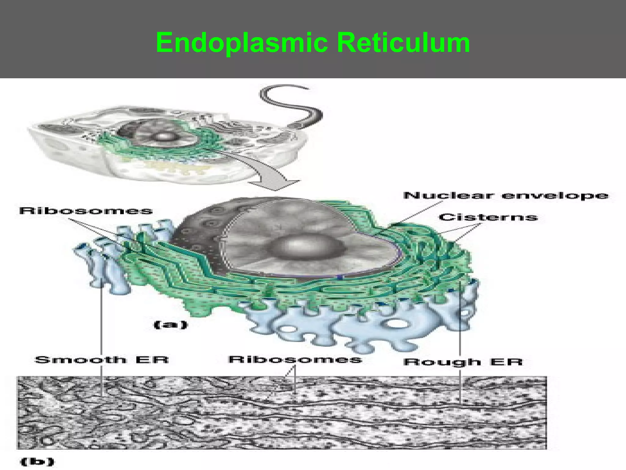 Endoplasmic Reticulum
 