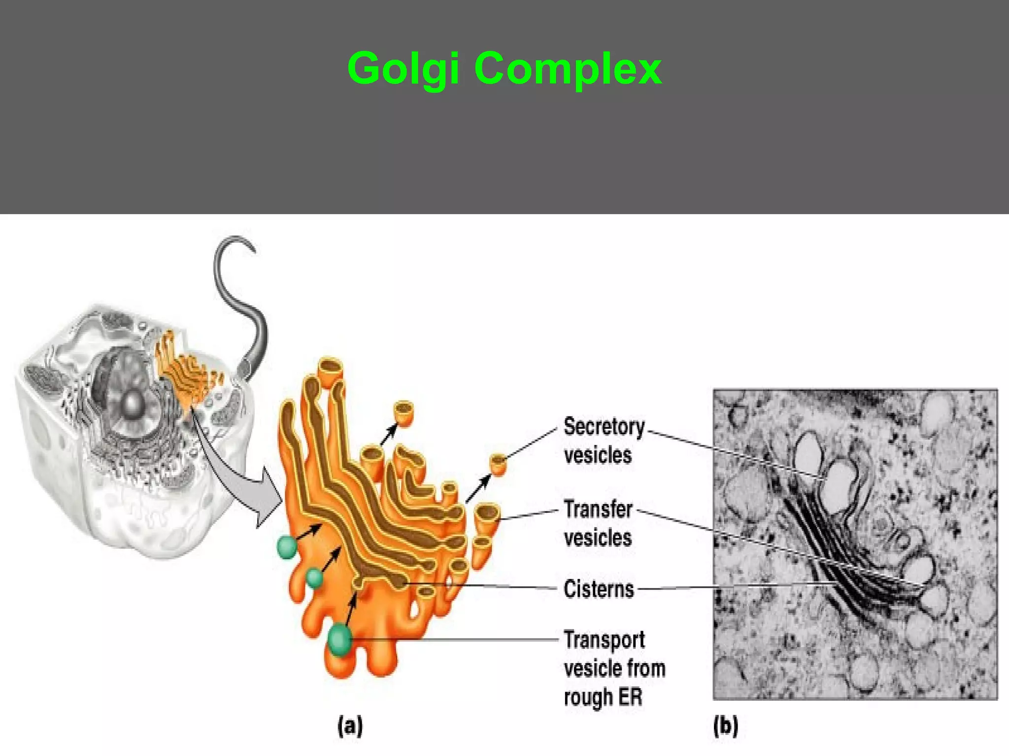 Golgi Complex
 