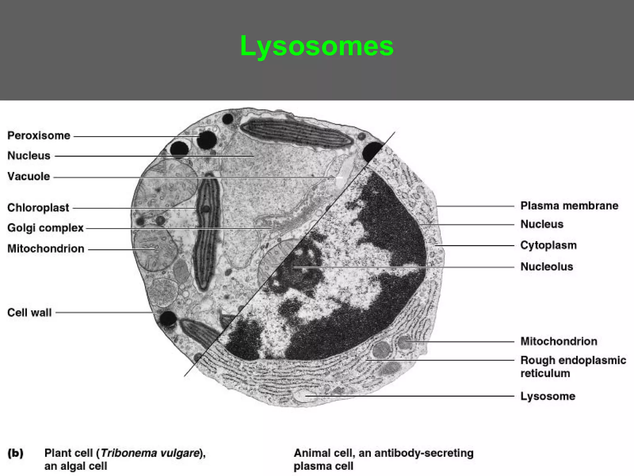 Lysosomes
 