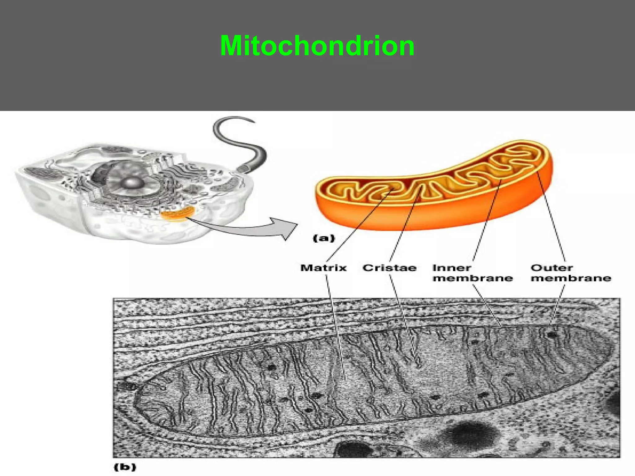 Mitochondrion
 
