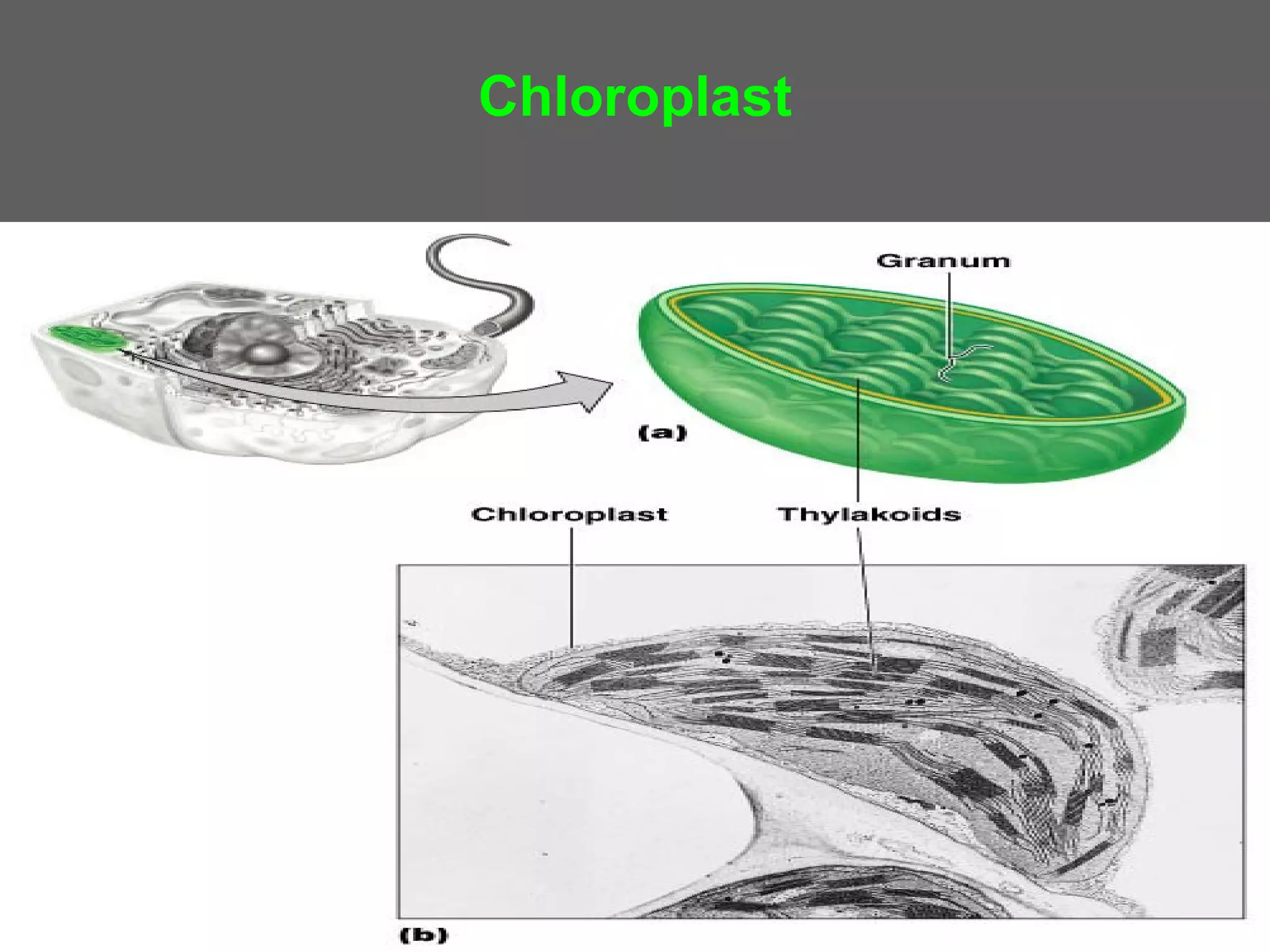 Chloroplast
 
