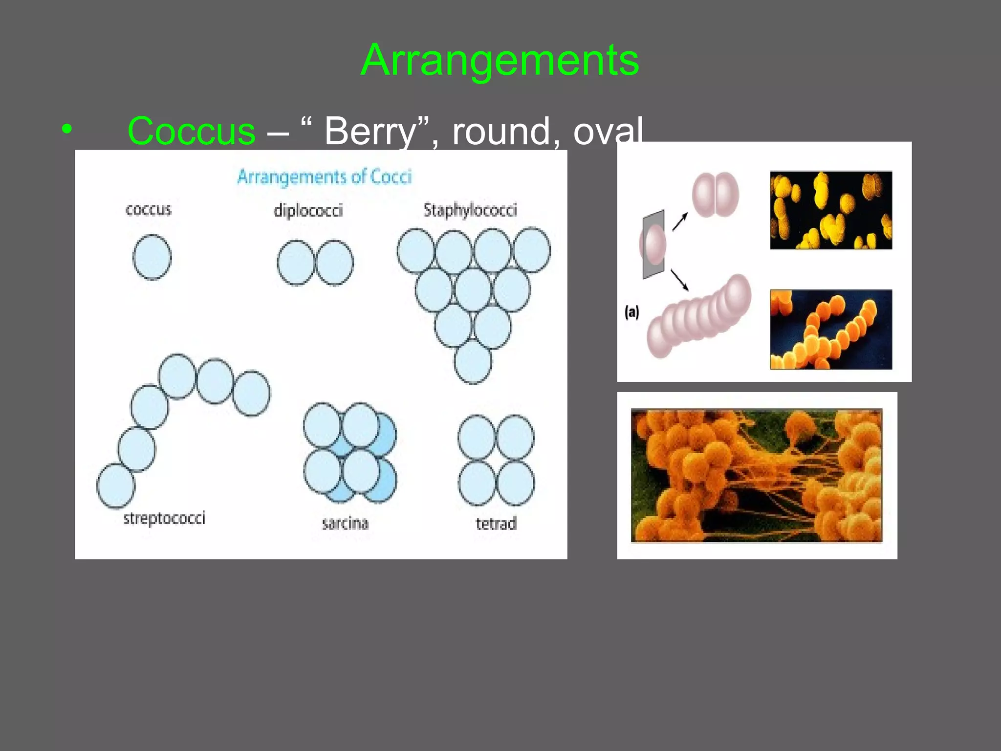 Arrangements
•   Coccus – “ Berry”, round, oval
 