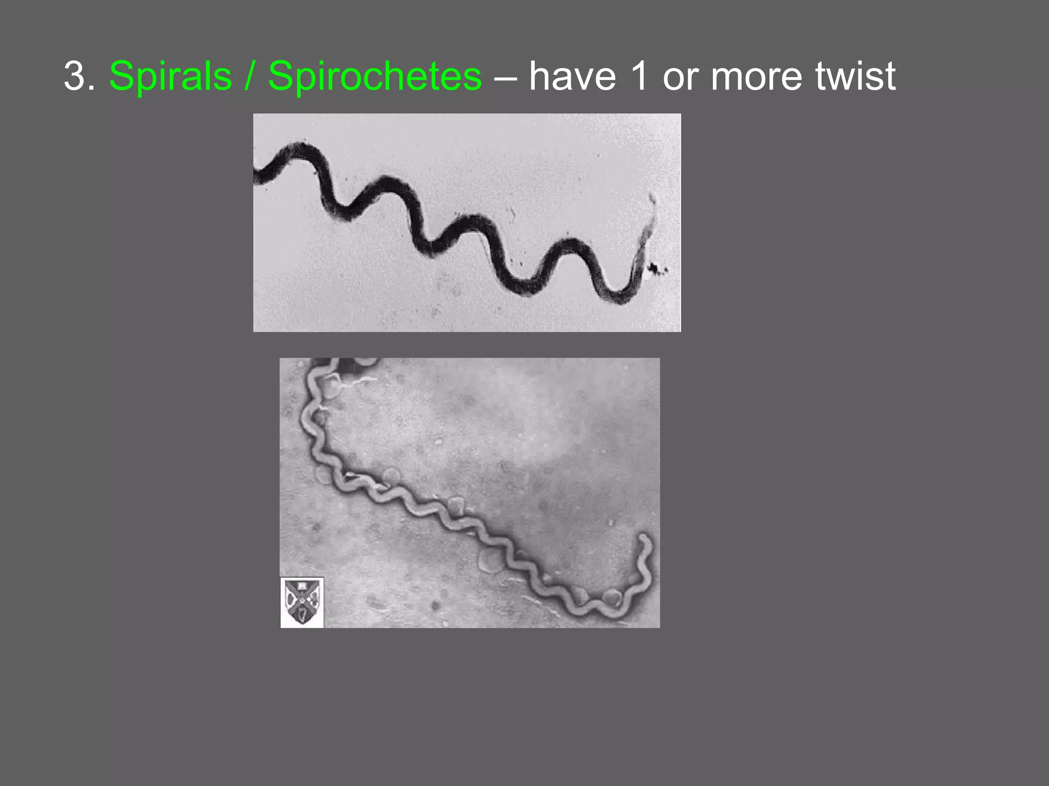 3. Spirals / Spirochetes – have 1 or more twist
 