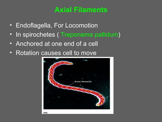 Prokaryotic & eukaryotic cells 3 | PPT