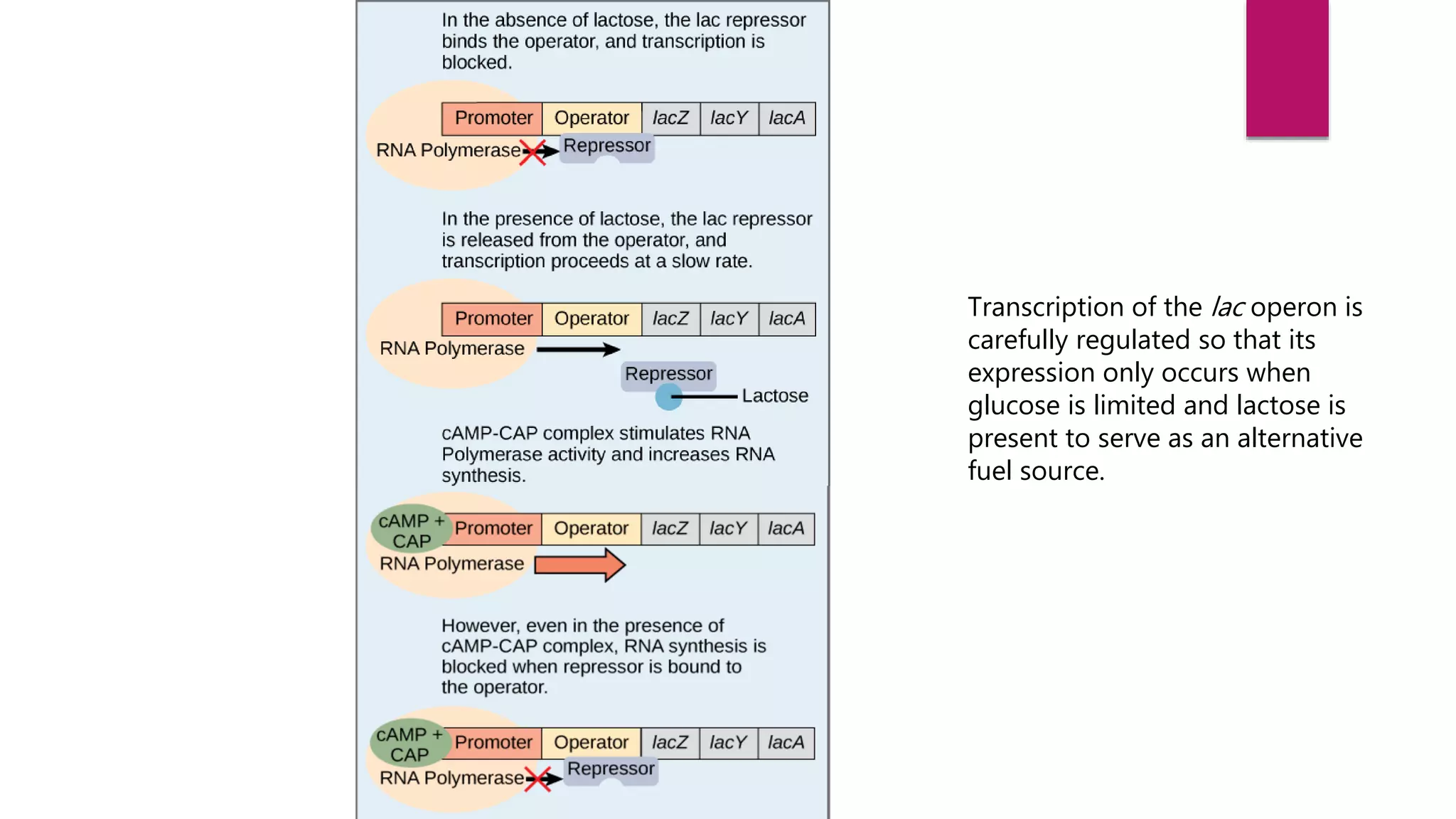 Transcription of the lac operon is
carefully regulated so that its
expression only occurs when
glucose is limited and lactose is
present to serve as an alternative
fuel source.
 