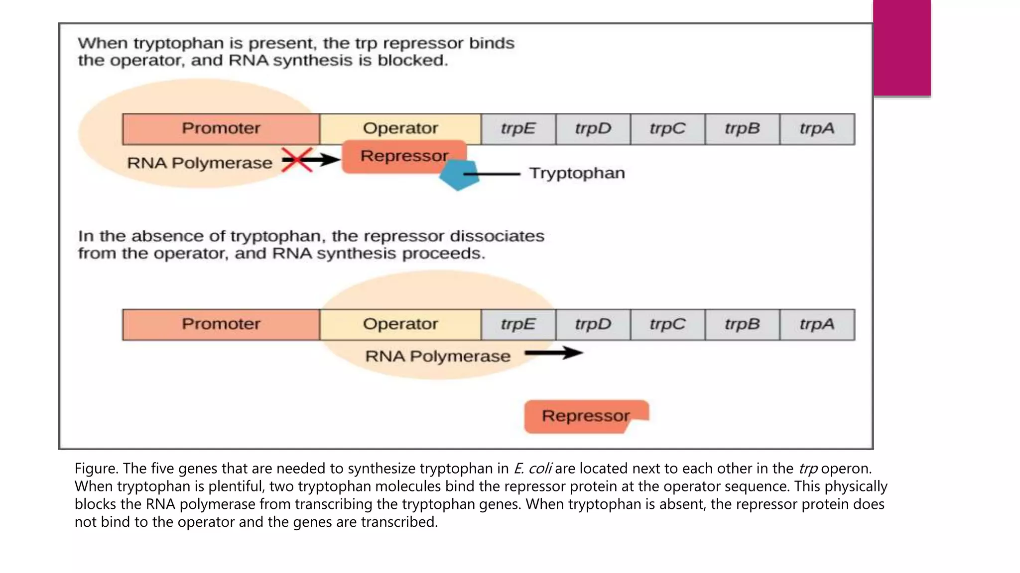 Figure. The five genes that are needed to synthesize tryptophan in E. coli are located next to each other in the trp operon.
When tryptophan is plentiful, two tryptophan molecules bind the repressor protein at the operator sequence. This physically
blocks the RNA polymerase from transcribing the tryptophan genes. When tryptophan is absent, the repressor protein does
not bind to the operator and the genes are transcribed.
 