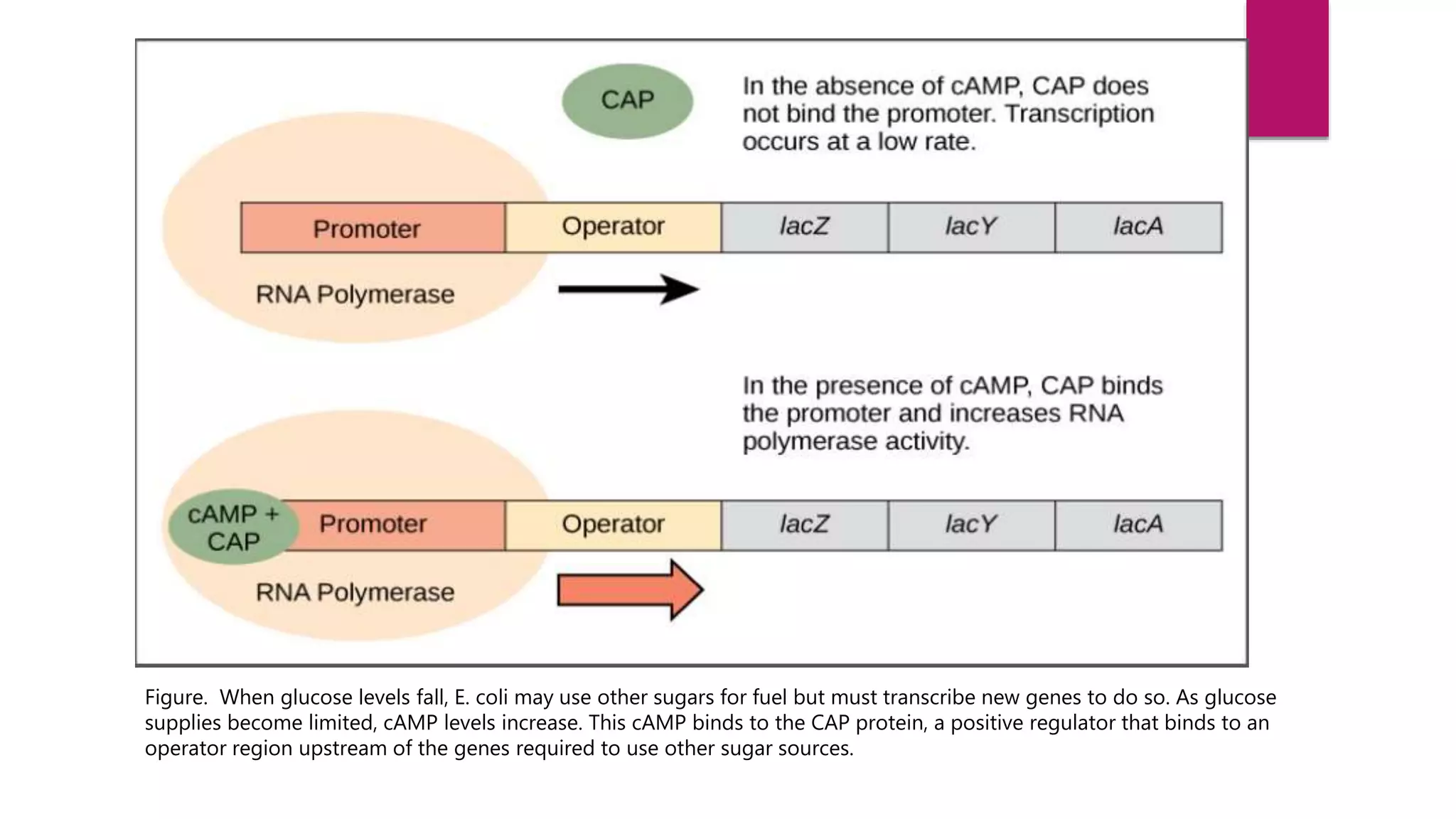 Figure. When glucose levels fall, E. coli may use other sugars for fuel but must transcribe new genes to do so. As glucose
supplies become limited, cAMP levels increase. This cAMP binds to the CAP protein, a positive regulator that binds to an
operator region upstream of the genes required to use other sugar sources.
 