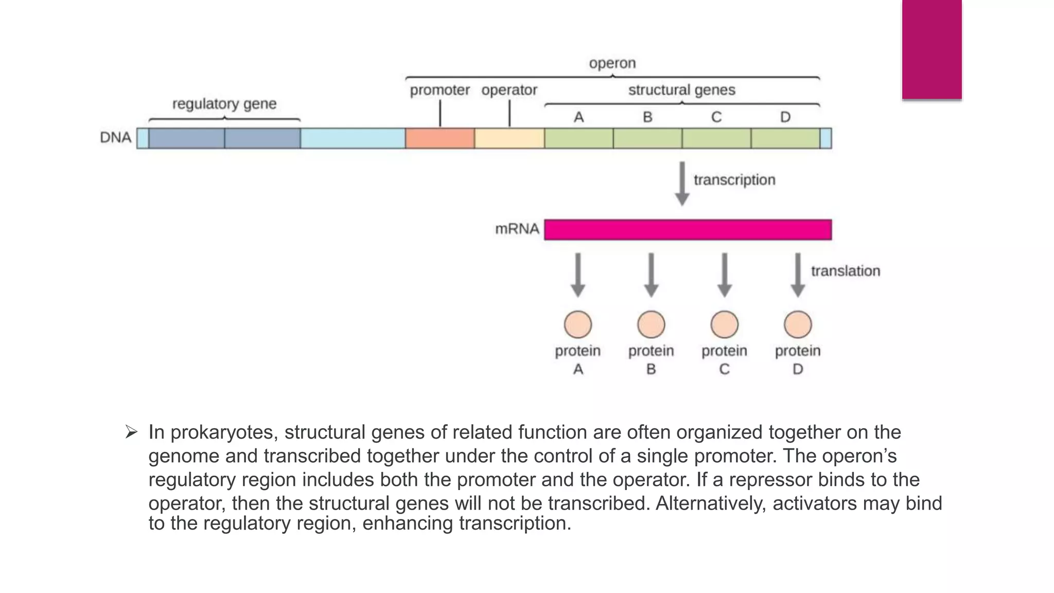  In prokaryotes, structural genes of related function are often organized together on the
genome and transcribed together under the control of a single promoter. The operon’s
regulatory region includes both the promoter and the operator. If a repressor binds to the
operator, then the structural genes will not be transcribed. Alternatively, activators may bind
to the regulatory region, enhancing transcription.
 