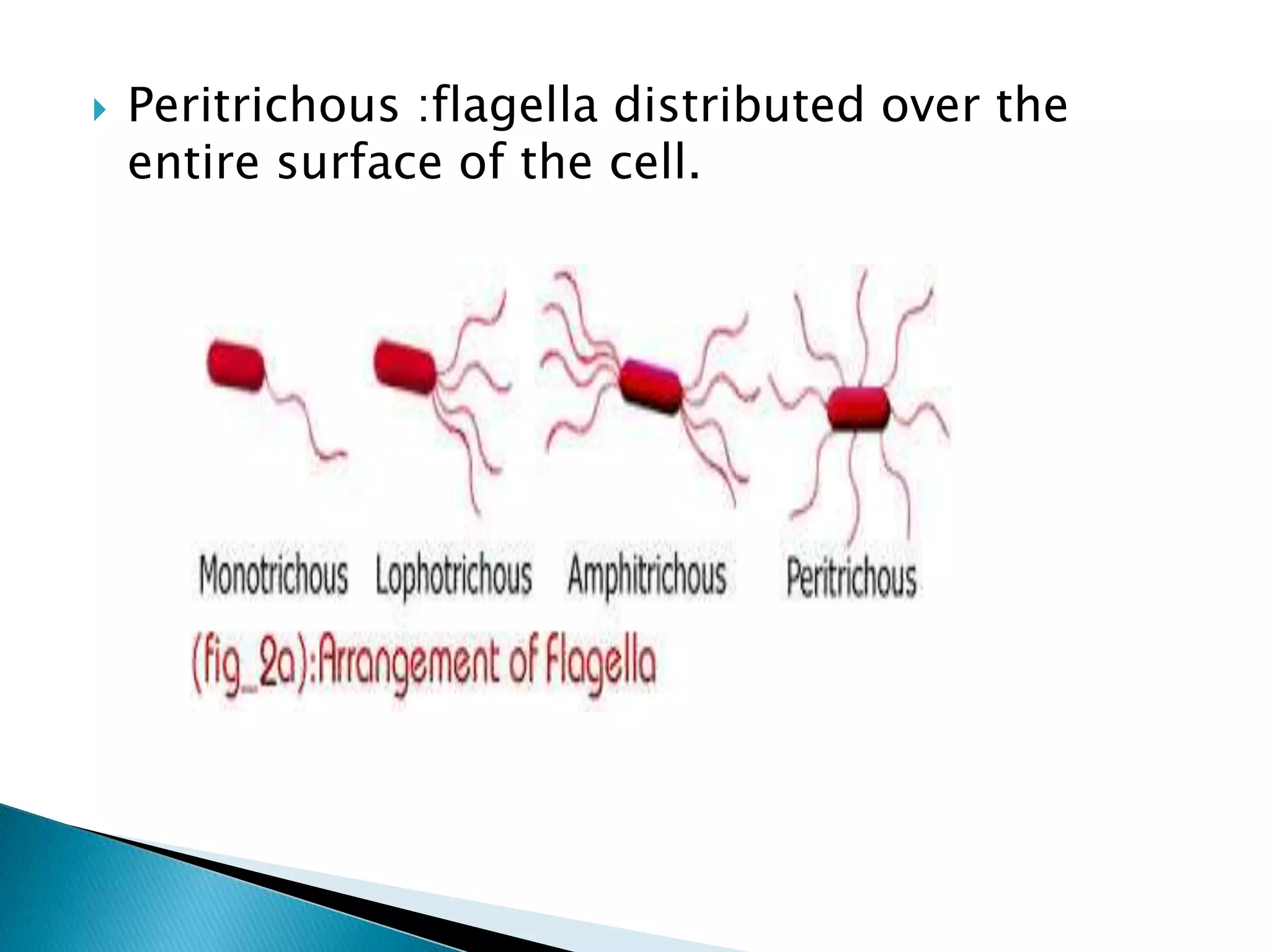  Peritrichous :flagella distributed over the
entire surface of the cell.
 