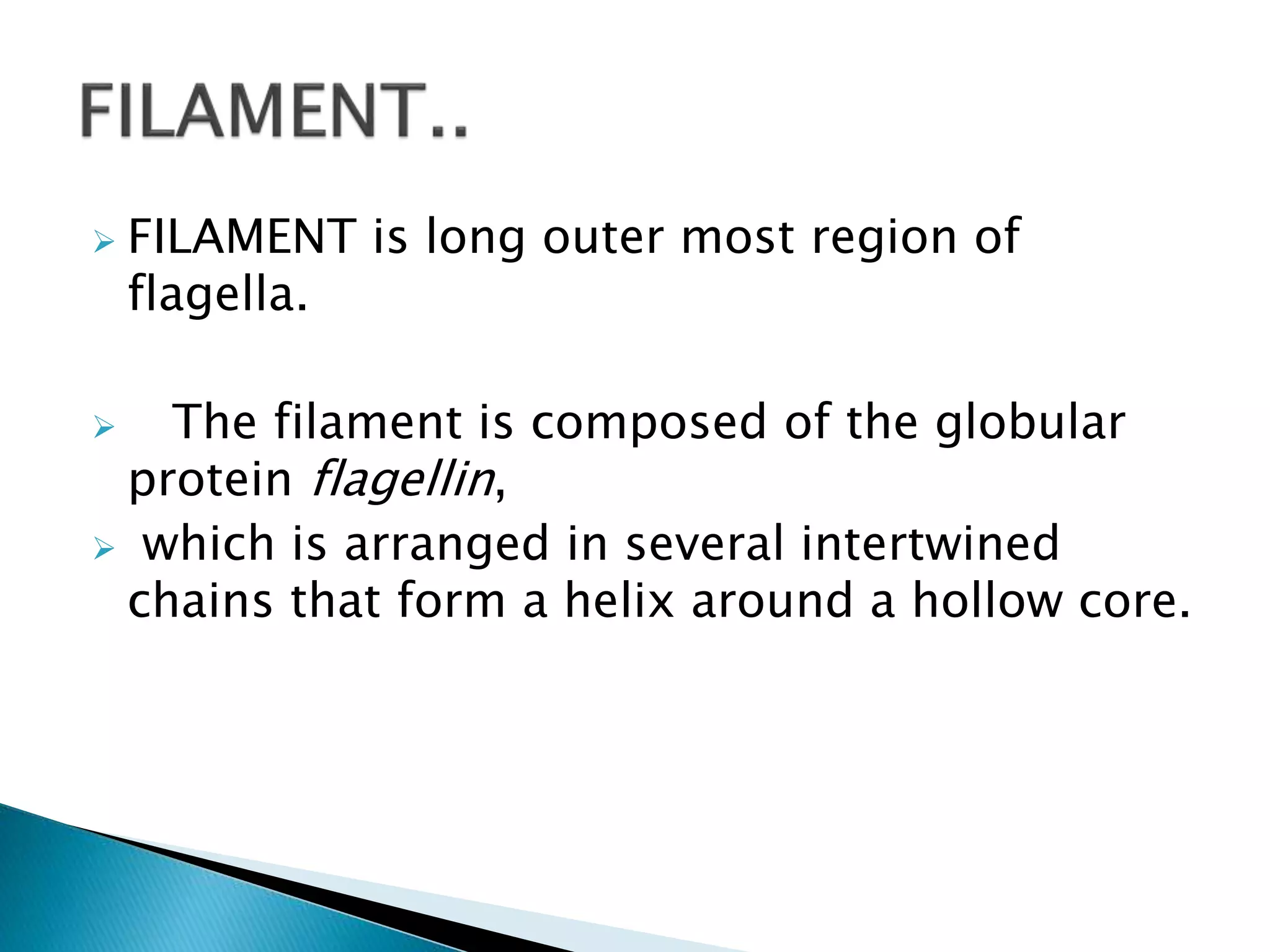 FILAMENT is long outer most region of
flagella.
 The filament is composed of the globular
protein flagellin,
 which is arranged in several intertwined
chains that form a helix around a hollow core.
 