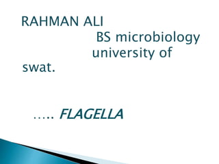 RAHMAN ALI
BS microbiology
university of
swat.
….. FLAGELLA
 