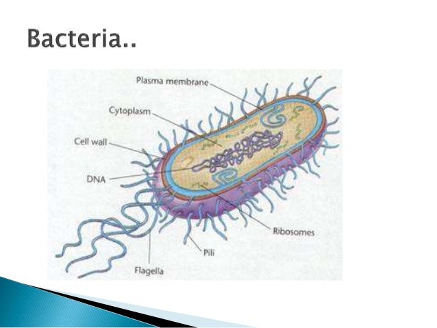 diagram of flagella flagella structure and function diagram of flagella flagella structure and function