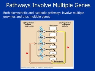 Pathways Involve Multiple Genes Both biosynthetic and catabolic pathways involve multiple enzymes and thus multiple genes 