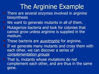 The Arginine Example There are several enzymes involved in arginine biosynthesis We want to generate mutants in all of them.  Mutagenize bacteria and look for colonies that cannot grow unless arginine is supplied in the medium.  These bacteria are  auxotrophic  for arginine.  If we generate many mutants and cross them with each other, we can discover a series of  complementation groups That is, mutants whose mutations do not complement each other, and are thus in the same gene.  