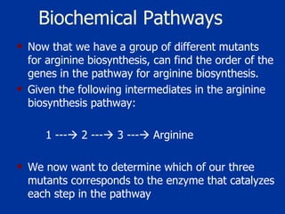 Biochemical Pathways   Now that we have a group of different mutants for arginine biosynthesis, can find the order of the genes in the pathway for arginine biosynthesis. Given the following intermediates in the arginine biosynthesis pathway:  1 ---   2 ---   3 ---   Arginine  We now want to determine which of our three mutants corresponds to the enzyme that catalyzes each step in the pathway 