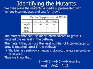 Identifying the Mutants We then place the mutants in media supplemented with various intermediates and test for growth: The mutant that can use many intermediates to grow is  mutated the earliest in the pathway.  The mutant that can use the least number of intermediates to grow is mutated latest in the pathway.  The later in a pathway a mutant is blocked, the less can be done to rescue it.  Thus we know that:     1 ---   2 ---   3 ---   Arginine    Arg1  Arg2  Arg3 