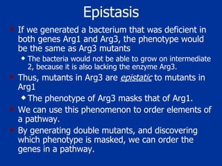 Epistasis If we generated a bacterium that was deficient in both genes Arg1 and Arg3, the phenotype would be the same as Arg3 mutants  The bacteria would not be able to grow on intermediate 2, because it is also lacking the enzyme Arg3.  Thus, mutants in Arg3 are  epistatic  to mutants in Arg1 The phenotype of Arg3 masks that of Arg1.  We can use this phenomenon to order elements of a pathway.  By generating double mutants, and discovering which phenotype is masked, we can order the genes in a pathway.  