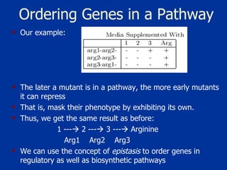 Ordering Genes in a Pathway Our example: The later a mutant is in a pathway, the more early mutants it can repress  That is, mask their phenotype by exhibiting its own.  Thus, we get the same result as before:  1 ---   2 ---   3 ---   Arginine   Arg1  Arg2  Arg3 We can use the concept of  epistasis  to order genes in regulatory as well as biosynthetic pathways 