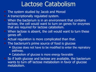 Lactose Catabolism The system studied by Jacob and Monod A transcriptionally regulated system.  When the bacterium is in an environment that contains lactose, the cell would want to turn on genes for enzymes that are required for lactose catabolism. When lactose is absent, the cell would want to turn these genes off. Actual regulation is more complicated than that.  The bacterium's prime source of food is glucose  Glucose does not have to be modified to enter the repiratory pathway.  Catabolism of glucose is more energy favorable So if both glucose and lactose are available, the bacterium wants to turn off lactose metabolism in favor of glucose metabolism.  