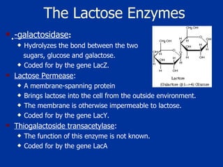 The Lactose Enzymes  -galactosidase :   Hydrolyzes the bond between the two  sugars, glucose and galactose.  Coded for by the gene LacZ.  Lactose Permease :  A membrane-spanning protein Brings lactose into the cell from the outside environment. The membrane is otherwise impermeable to lactose. Coded for by the gene LacY.  Thiogalactoside transacetylase :  The function of this enzyme is not known.  Coded for by the gene LacA  