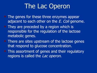 The Lac Operon The genes for these three enzymes appear adjacent to each other on the  E. Coli  genome.  They are preceded by a region which is responsible for the regulation of the lactose metabolic genes.  There are sites upstream of the lactose genes that respond to glucose concentration.  This assortment of genes and their regulatory regions is called the  Lac operon .  