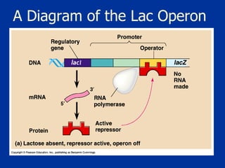 A Diagram of the Lac Operon 