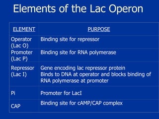 Elements of the Lac Operon ELEMENT PURPOSE Operator (Lac O) Binding site for repressor Promoter (Lac P) Binding site for RNA polymerase Repressor (Lac I) Gene encoding lac repressor protein Binds to DNA at operator and blocks binding of RNA polymerase at promoter Pi Promoter for LacI CAP Binding site for cAMP/CAP complex 