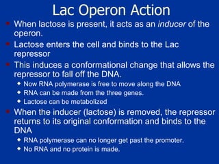 Lac Operon Action When lactose is present, it acts as an  inducer  of the operon.  Lactose enters the cell and binds to the Lac repressor This induces a conformational change that allows the repressor to fall off the DNA.  Now RNA polymerase is free to move along the DNA  RNA can be made from the three genes.  Lactose can be metabolized   When the inducer (lactose) is removed, the repressor returns to its original conformation and binds to the DNA RNA polymerase can no longer get past the promoter.  No RNA and no protein is made.  