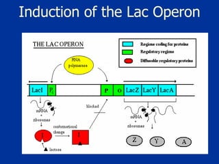 Induction of the Lac Operon 