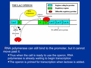 RNA polymerase can still bind to the promoter, but it cannot move past it.  Thus when the cell is ready to use the operon, RNA polymerase is already waiting to begin transcription The operon is  primed  for transcription when lactose is added.  