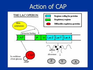 Action of CAP 