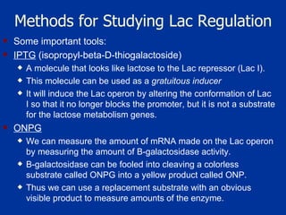 Methods for Studying Lac Regulation Some important tools: IPTG  (isopropyl-beta-D-thiogalactoside)  A molecule that looks like lactose to the Lac repressor (Lac I).  This molecule can be used as a  gratuitous inducer   It will induce the Lac operon by altering the conformation of Lac I so that it no longer blocks the promoter, but it is not a substrate for the lactose metabolism genes.  ONPG   We can measure the amount of mRNA made on the Lac operon by measuring the amount of B-galactosidase activity.  B-galactosidase can be fooled into cleaving a colorless substrate called ONPG into a yellow product called ONP.  Thus we can use a replacement substrate with an obvious visible product to measure amounts of the enzyme.  