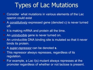 Types of Lac Mutations Consider  what mutations in various elements of the Lac operon could exist A  constitutively  expressed gene (denoted c) is never turned off.  It is making mRNA and protein all the time.  An  uninducible  gene is never turned on.  An uninducible DNA binding site is mutated so that it never binds its protein.  A  super-repressor  can be denoted  s .  This repressor always represses, regardless of its regulation.  For example, a Lac I(s) mutant always represses at the promoter regardless of whether or not lactose is present.  