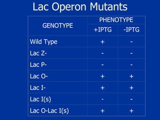 Lac Operon Mutants GENOTYPE PHENOTYPE +IPTG -IPTG Wild Type + - Lac Z- - - Lac P- - - Lac O- + + Lac I- + + Lac I(s) - - Lac O-Lac I(s) + + 