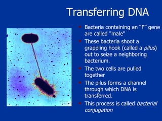 Transferring DNA Bacteria containing an “F” gene are called "male"  These bacteria shoot a grappling hook (called a  pilus ) out to seize a neighboring bacterium.  The two cells are pulled together The pilus forms a channel through which DNA is transferred.  This process is called  bacterial conjugation 